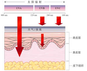 UV穿透性